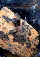 Avicularia merianae - Peruvian Pinktoe tarantula - Shadow Flame