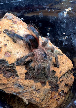 Avicularia merianae - Peruvian Pinktoe tarantula - Shadow Flame