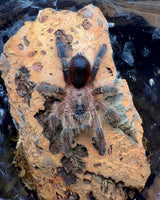 Avicularia merianae - Peruvian Pinktoe tarantula - Shadow Flame