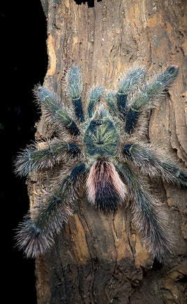 Avicularia urticans - Emerald Green Pink-Toe Tarantula