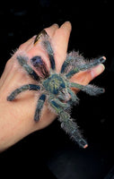 Avicularia urticans - Emerald Green Pink-Toe Tarantula