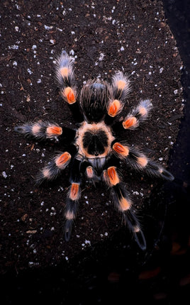 Brachypelma smithi (ex annitha) | Mexican Red Knee | Urban Tarantulas