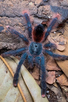 Avicularia Braunshauseni - Goliath Pink toe tarantula Beginner