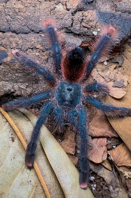 Avicularia Braunshauseni - Goliath Pink toe tarantula Beginner