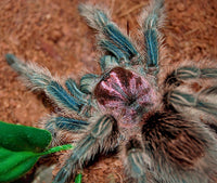 Grammostola - porteri / rosea - Chilean Purple Head - Beginner Tarantula