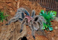Grammostola - porteri / rosea - Chilean Purple Head - Beginner Tarantula
