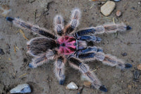 Grammostola - porteri / rosea - Chilean Purple Head - Beginner Tarantula