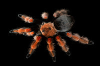Brachypelma boehmei - Mexican Fireleg Tarantula