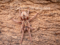 Neoholothele Incei Gold & Olive - Trinidad Olive Tarantula