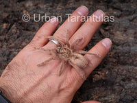 Neoholothele Incei Gold & Olive - Trinidad Olive Tarantula