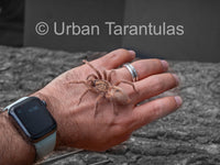 Neoholothele Incei Gold & Olive - Trinidad Olive Tarantula
