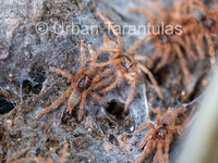 Neoholothele Incei Gold & Olive - Trinidad Olive Tarantula