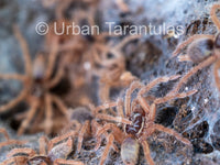 Neoholothele Incei Gold & Olive - Trinidad Olive Tarantula