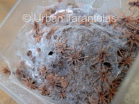 Neoholothele Incei Gold & Olive - Trinidad Olive Tarantula