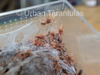 Neoholothele Incei Gold & Olive - Trinidad Olive Tarantula
