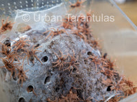 Neoholothele Incei Gold & Olive - Trinidad Olive Tarantula