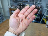 Neoholothele Incei Gold & Olive - Trinidad Olive Tarantula