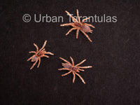 Neoholothele Incei Gold & Olive - Trinidad Olive Tarantula
