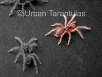 Neoholothele Incei Gold & Olive - Trinidad Olive Tarantula