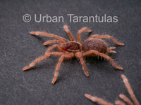 Neoholothele Incei Gold & Olive - Trinidad Olive Tarantula