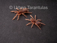 Neoholothele Incei Gold & Olive - Trinidad Olive Tarantula