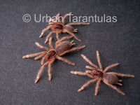 Neoholothele Incei Gold & Olive - Trinidad Olive Tarantula