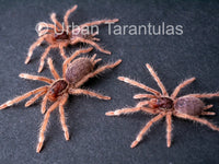 Neoholothele Incei Gold & Olive - Trinidad Olive Tarantula