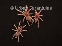 Neoholothele Incei Gold & Olive - Trinidad Olive Tarantula
