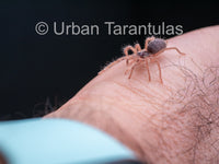 Neoholothele Incei Gold & Olive - Trinidad Olive Tarantula