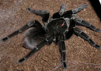 Pamphobeteus nigricolor - Colombian Giant Tarantula