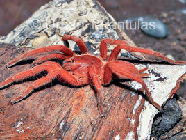 Orphnaecus philippinus - Philippine Tangerine Tarantula