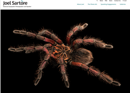 Pamphobeteus machala - Purple Bloom Tarantula, Ecuador Bloom