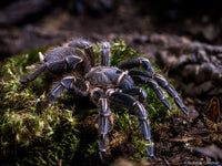 Aphonopelma seemanni – Costa Rican Zebra Tarantula