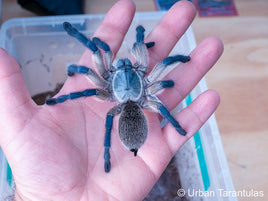 Monocentropus balfouri - Socotra Island Blue Baboon Tarantula Communal