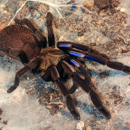 Chilobrachys natanicharum - Electric Blue Tarantula for Sale | Live Arrival Guarantee