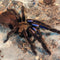 Chilobrachys natanicharum - Electric Blue Tarantula for Sale | Live Arrival Guarantee