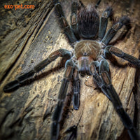 Pamphobeteus sp. Manganegra | Black & Pink Bloom Tarantula