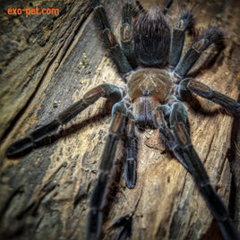 Pamphobeteus sp. Manganegra | Black & Pink Bloom Tarantula