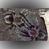 Pamphobeteus sp. Manganegra | Black & Pink Bloom Tarantula