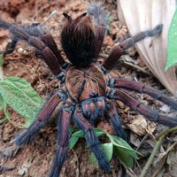 Phormictopus sp. Sabana | Sabana Phormictopus Tarantula