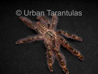Poecilotheria Rufilata - Red Slate Ornamental Tarantula