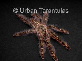 Poecilotheria Rufilata - Red Slate Ornamental Tarantula
