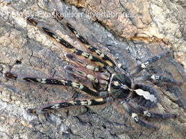 Poecilotheria ornata - Fringed Ornamental Tarantula