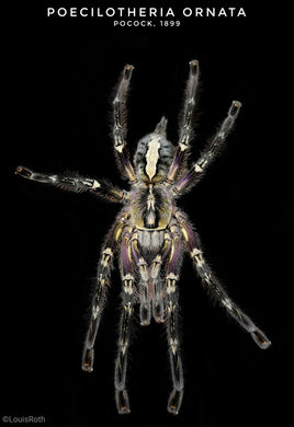 Poecilotheria ornata -Fringed Ornamental Tarantula
