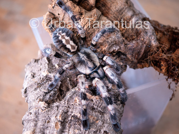 Poecilotheria miranda - Bengal Spotted Ornamental Tarantula| Urban ...