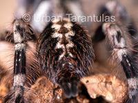 Poecilotheria miranda - Bengal Spotted Ornamental Tarantula