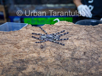 Poecilotheria regalis - Indian Ornamental Tarantula