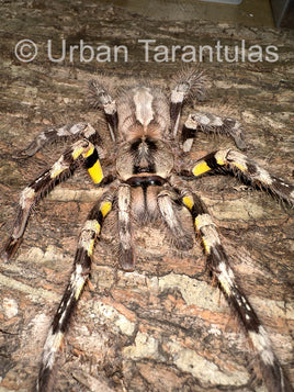 Poecilotheria striata - Mysore Ornamental