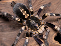Poecilotheria subfusca “Lowland” — Ivory Ornamental Tarantula