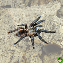 Psalmopoeus reduncus - Costa Rican Orange Mouth tarantula